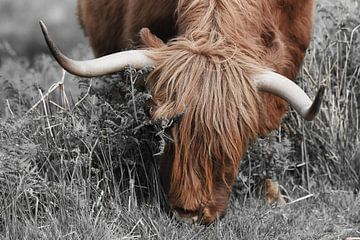 Schottischer Highlander, auch bekannt als Highland Cow von Rini Kools