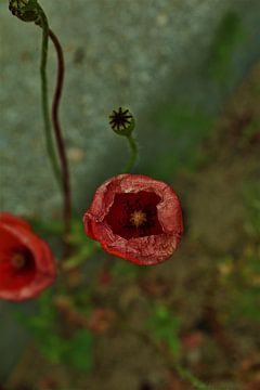 Poppy. sur Marianne de Wit-Koenen