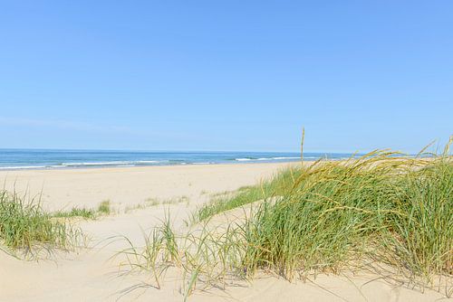 Noordzeestrand vanuit de duinen in de zomer