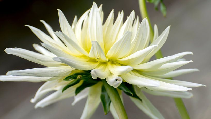 Gele Dalia bloem. by Wilfred Roelofs