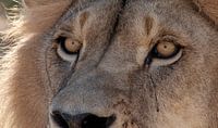 Le lion intrépide de l'Afrique du Sud