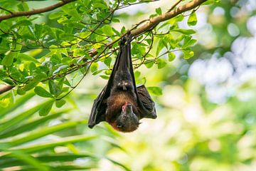 een vliegende mannetjeshond (Pteropodidae) hangt aan een tak en laat zijn penis zien van Mario Plechaty Photography