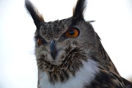 Look me in the eyes by F.A.L.K.E. photography and art