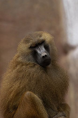 Monkey