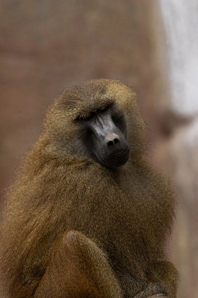Monkey by Larsphotografie