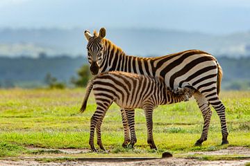 Zebra met zuigend kind van Peter Michel