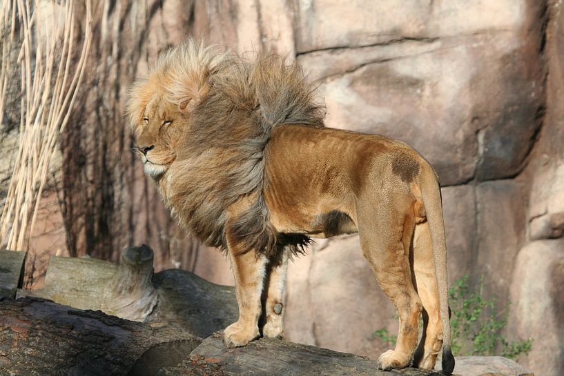 Coiffure tempête par Marcel Schauer