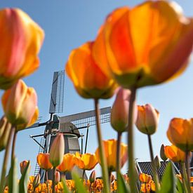 Pays-Bas, Noordwijkerhout, Tulipes en fleurs devant un moulin à vent. sur Frans Lemmens