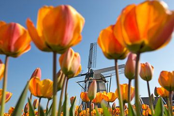 Nederland, Noordwijkerhout, Bloeiende tulpen voor windmolen.