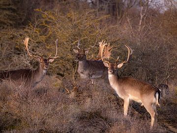 Bokken in het zonnetje van Willemijn Wolthaus