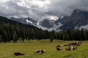 Koeien in de Alpen van Wim Slootweg