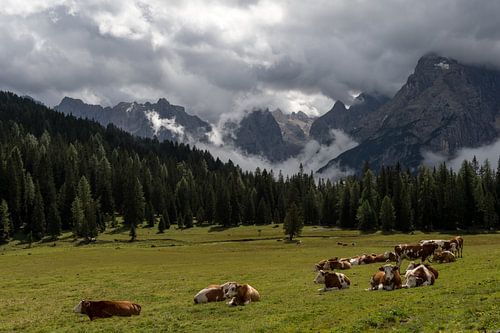 Cows in the Alps