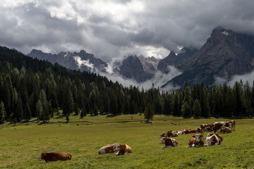 Koeien in de Alpen van Wim Slootweg
