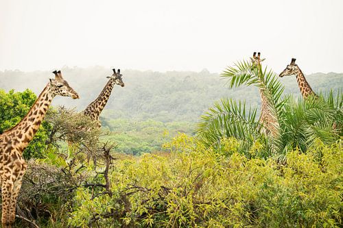 High above the Wilderness