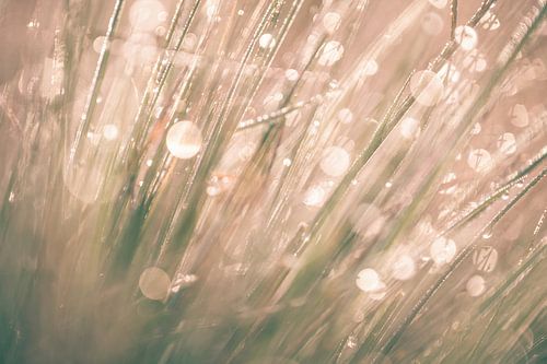 Wolfhezerheide part 77