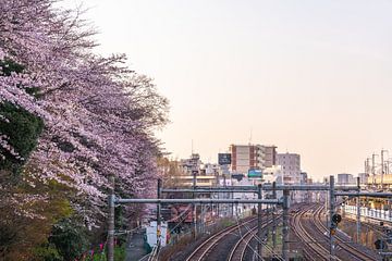 Des cerisiers en fleurs sur la voie ferrée le soir sur Mickéle Godderis