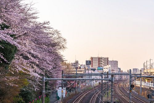 Kirschblüte am Abend über die Eisenbahn von Mickéle Godderis