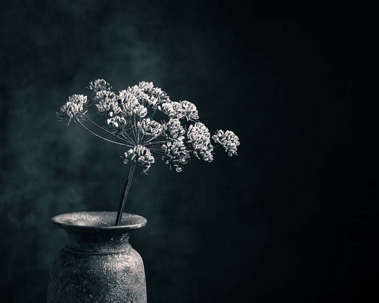 Getrockneter Bärenklau in rustikaler Vase. Ausgeführt in Schwarz und Weiß mit einem Hauch von Blau. von Henk Van Nunen Fotografie