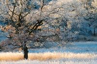 Ripe on tree