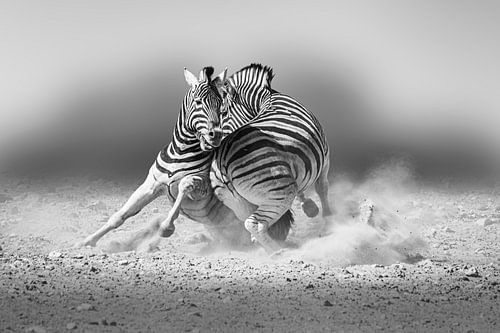 Vechtende Zebra hengsten