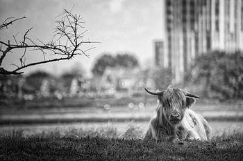 Schottischer Highlander