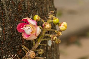 Une belle fleur en Thaïlande 2 sur Mirjam Welleweerd