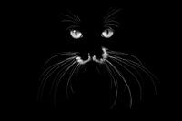 Mystischer Blick - kontrastreiches Katzenporträt