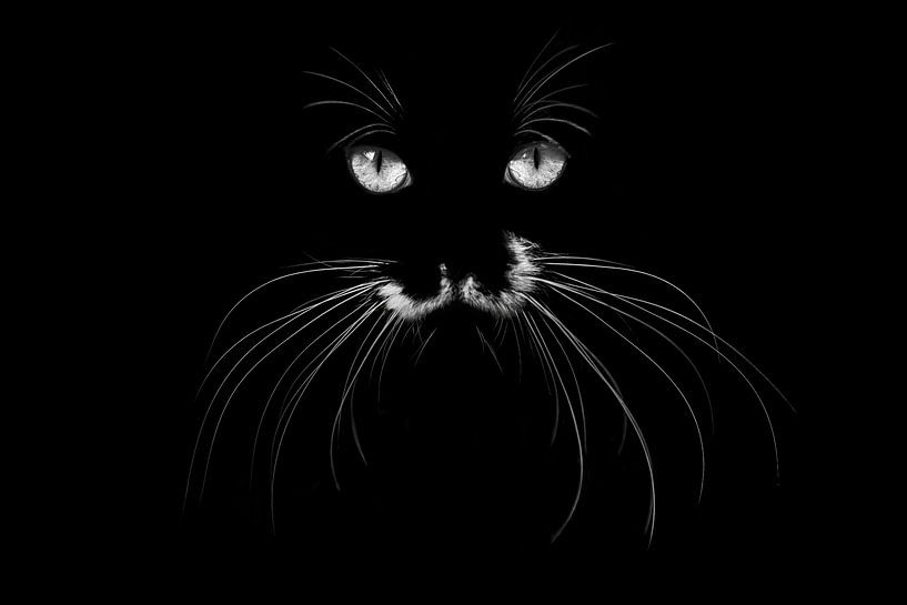 Mystieke Blik Contrastrijk Kattenportret kat van Femke Ketelaar