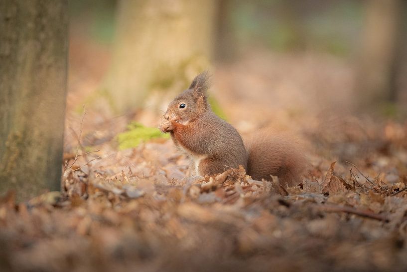 Squirrel on the ground by Lisa Dumon