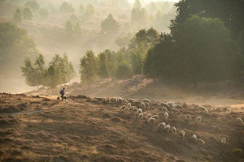 shepherd on the posbank