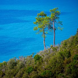 Trees on the ligurian coast with ocean in background by Robert Ruidl