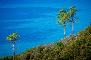 Bomen aan de Ligurische kust met oceaan op achtergrond van Robert Ruidl