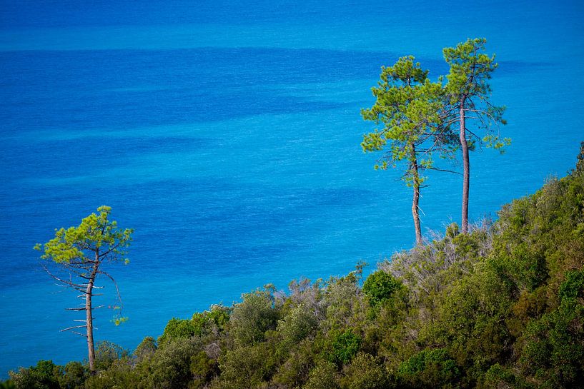 Arbres sur la côte ligure avec l'océan en arrière-plan par Robert Ruidl