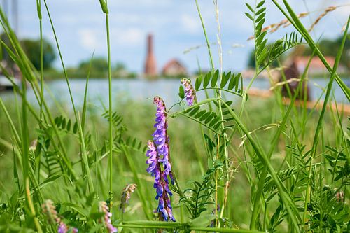 L'été près des fours à chaux