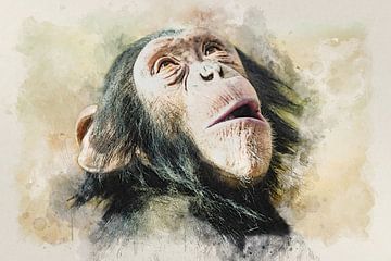 Chimpanzé sur Bert Quaedvlieg