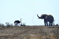 Ostrich and Elephant