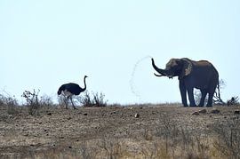 Ostrich and Elephant by Bennie Krajenbrink