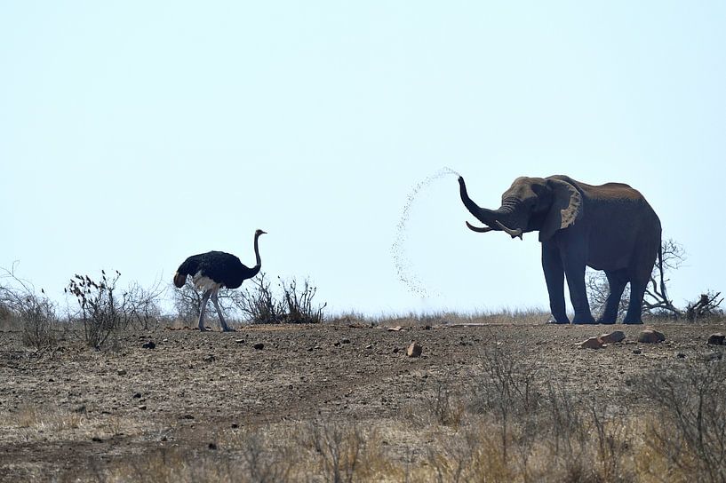 Ostrich and Elephant by Bennie Krajenbrink