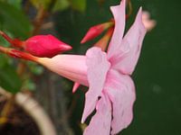 Roze bloem