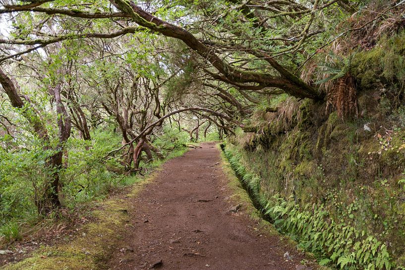 Madeira by Sjaak Kooijman