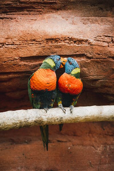 Les oiseaux d'amour par Jeroen van Ingen