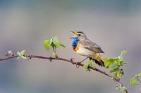 Blaukehlchen