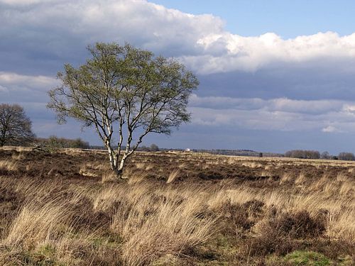 Mooie luchten op het Dwingelderveld