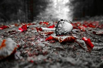 A mushroom on the forest floor
