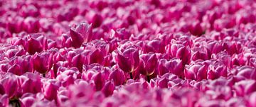 Veld met roze Tulpen  by Menno Schaefer