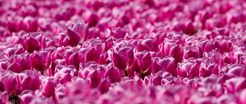 Veld met roze Tulpen 