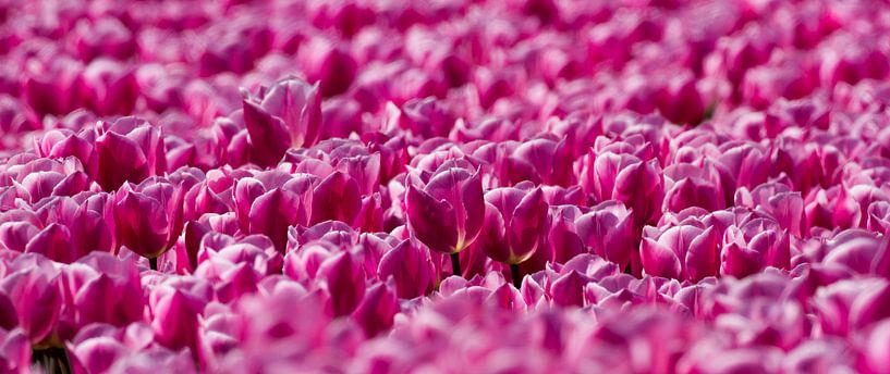 Veld met roze Tulpen  van Menno Schaefer