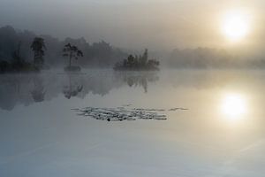 Brouillard sur les fagnes