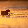 Quiet and peaceful in the evening sun by Tanja Riedel