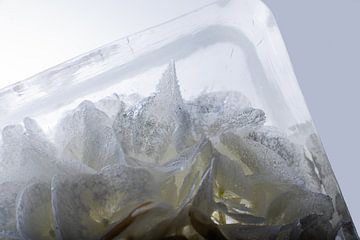 Hyacinths in ice 1 by Marc Heiligenstein
